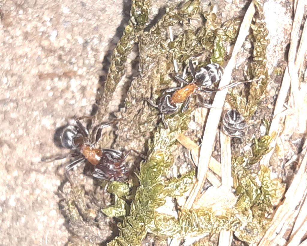 Formiche del Parco del Pollino: Lasius emarginatus